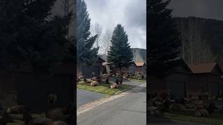 Huge Herd Of Elk Resting On Lawns In Colorado