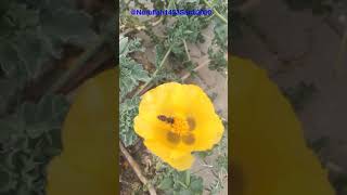 SarıGelincik Çiçeği Ve Bal Arısı 30 Saniye Kalite 1080P İzle 🌹🐝🐝🌺