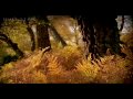 Karunesh: Autumn Leaves-Őszi Levelek [HD-BS]