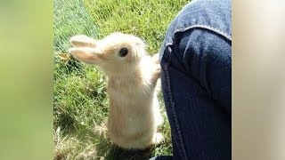 You'll MELT FROM CUTENESS and LAUGH FROM FUNNINESS - Best BABY ANIMAL videos