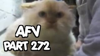 Animal Edition - Afv Orangecabinet