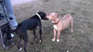 American Staffordshire Terrier And Pitbull Gina And Bonnie