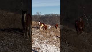 Rescue Draft Horse And His Buddies❤️#Shorts #Clydesdale #Rescue #Horseplay #Horse