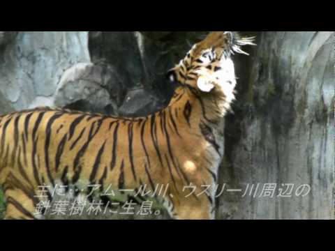 Amur Tiger ＜Tennoji Zoo＞