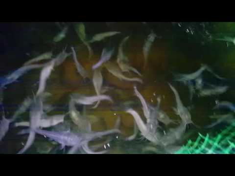 Горелки для пайки медью