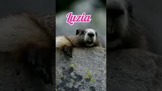 Tem Alguma Luzia Aí ?