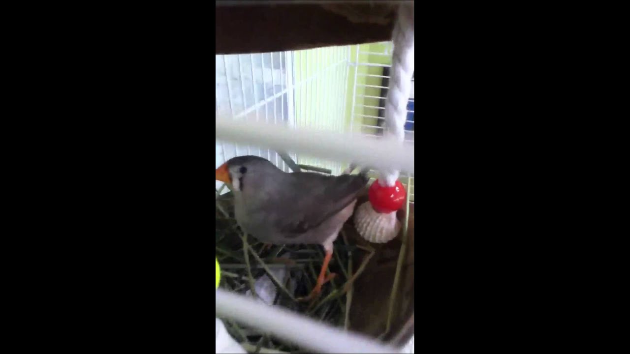 how to take good care of zebra finches youtube how to take good care of zebra finches youtube
