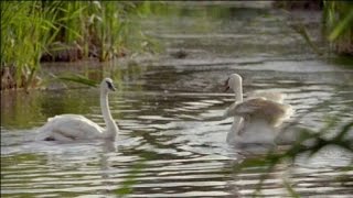 Два Белых Лебедя-Владимир Захаров(Видео 2016Г)