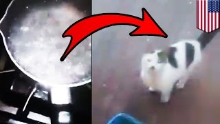 Animal Abuse Video Man Pours Boiling Hot Water On Cat, Pisses Off Absolutely Everyone - Tomonews