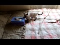 Cute Siamese kitten