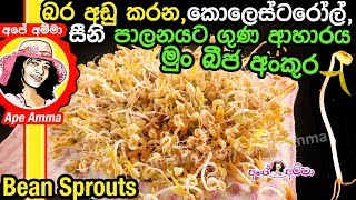 Healthy bean sprouts by Apé Amma