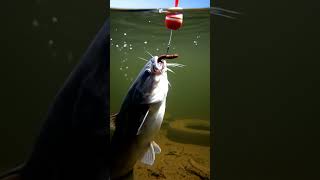 Crazy Fish Bite Bait You Wont Believe What Happened