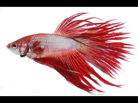 Tone Depth Rumble Fish Tone Depth Rumble Fish