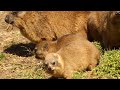 Relaxing Rock Hyraxes at the Bronx Zoo