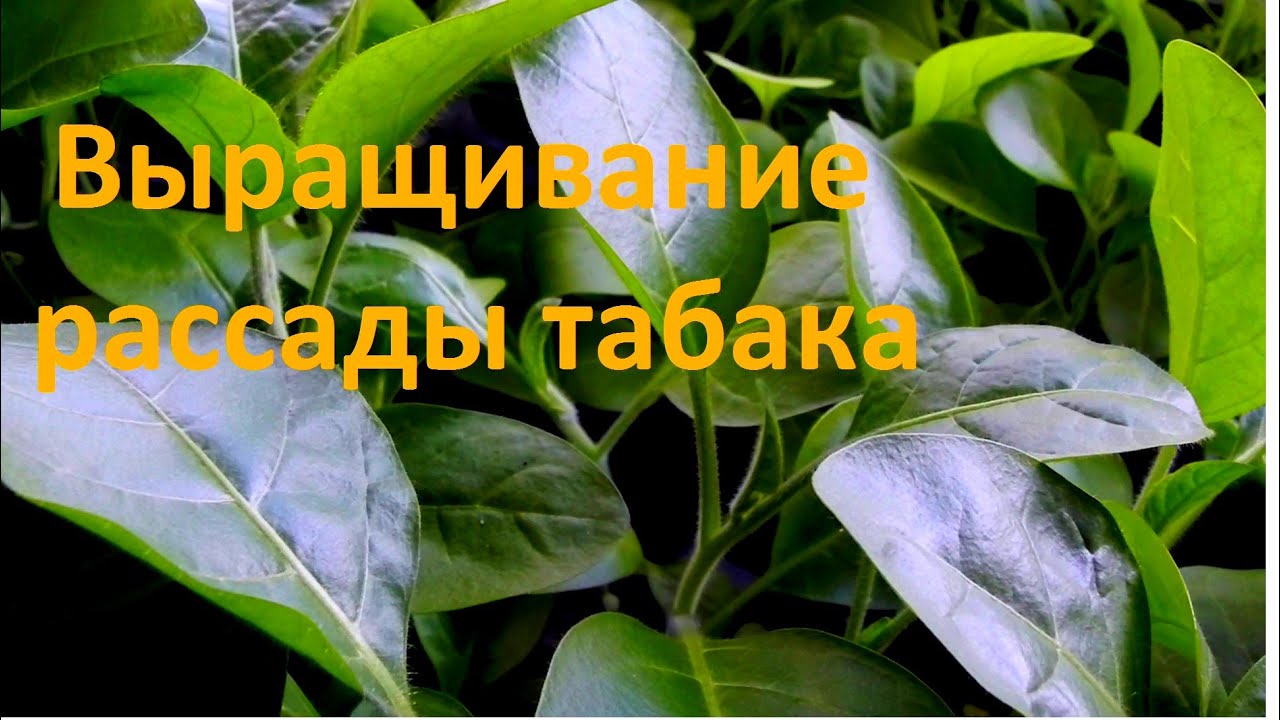 Рассада табака как Рассада табака как