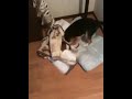 Ray the atomic Beagle tries to make his bed.