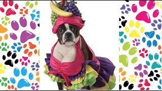 dogs with funny costumes: cani con costumi divertenti