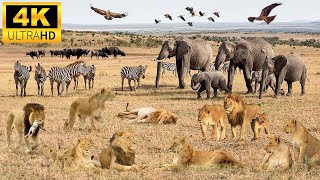 4K African Wildlife: Queen Elizabeth National Park, Uganda - Scenic Wildlife Film With African Music