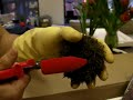 John preparing uni sea urchin