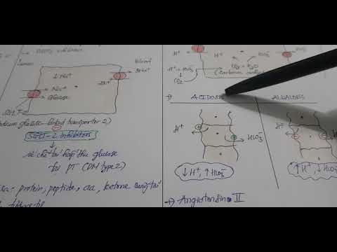 Sinh lý thận 5 - Ống lượn gần (Proximal tubule)