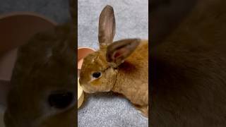 bIISEJs1cKo Video Image