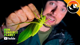 Giant Leaf Creature Found In Ecuador! | Non-Fungible Planet From Youtube