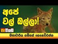 Pethikada 07-05-2024