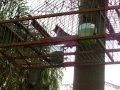 algunos de mis pajaros