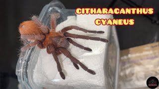 Citharacanthus Cyaneus At Cyriopagopus Haplopelma Schmidti Ke Bang