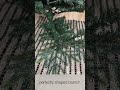 Geneva Fir Artificial Christmas Trees