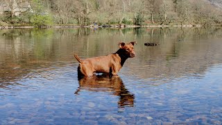 Alfie The Patterdale & His Squirrels