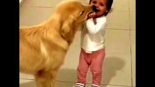 Смешные Собаки | Подборка Видео Приколов Про Собак