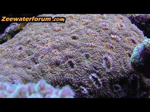 Header of Acanthastrea echinata