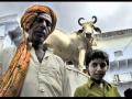 Sacred Cow Etymology Cow In Sanskrit | RM. Sacred Cow Etymology Cow In Sanskrit | RM.