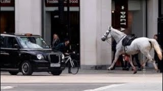 Лошади Королевской Гвардии Сбежали И Устроили Переполох На Улицах Лондона.