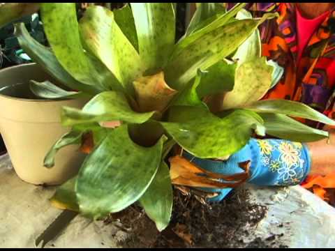 Tips from the PSL Botanical Gardens: No-fuss Bromeliads Members Of The Friends Of The Port St Lucie Botanical Gardens Host This Monthly...