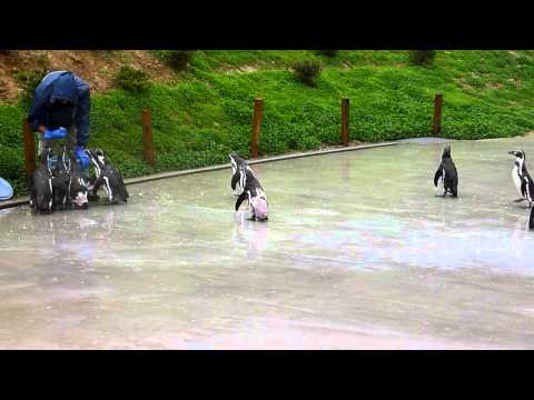 ペンギン給餌＠埼玉県こども動物自然公園