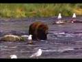 Orso
