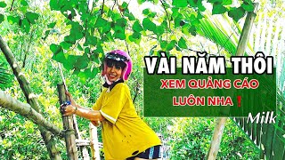 Bigo Live Hot Vài Năm Thôi Milk Sáng Tác Và Hát Id Mimatmeo2412