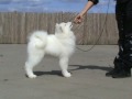 White Magic`s CC of Vanderbilt "CC" 5 months old