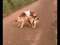 due cani che scopano