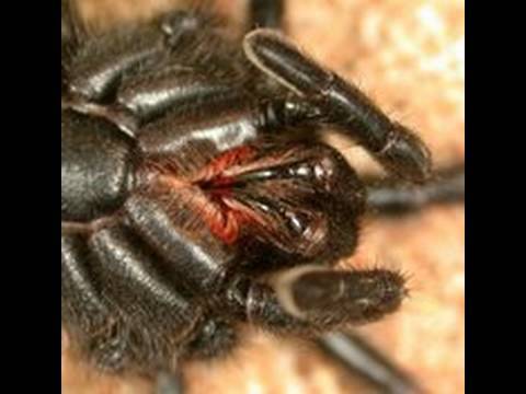 Female Wolf Spider With Babies