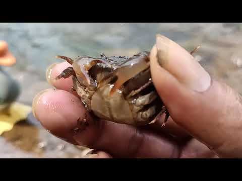 @dolanbarengofficial9788 BERMAIN DI SUNGAI YANG JERNIH BERSAMA HEWAN MAINAN YANG ADA DI TEPI SUBGAI