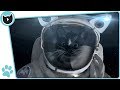 Felini Cat