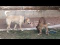 Gay Dogs