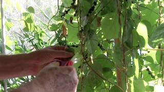 Does Malabar Spinach increase testosterone levels?