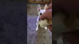 Alec The English Bull Terrier Cant Circle Right For His Favorite Snack