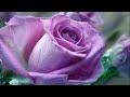 Love Is a Many Splendored Thing ~ The Four Aces (HD, HQ) with lyrics