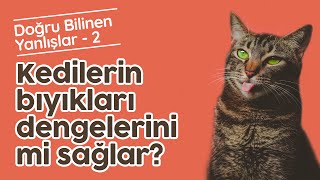 Kedilerin Bıyıkları Dengelerini Mi Sağlar? Doğru Bilinen Yanlışlar 2