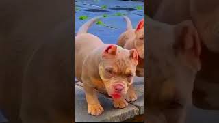 Pit Bull Terrier 1Day To 12 Months Joirney